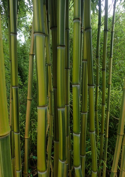 schöner Bambus BAMBUSA mit dornähnlichen Verdickungen 