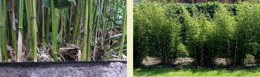 Medisch bodem Reactor Stappenplan voor het aanleggen van een bamboehaag