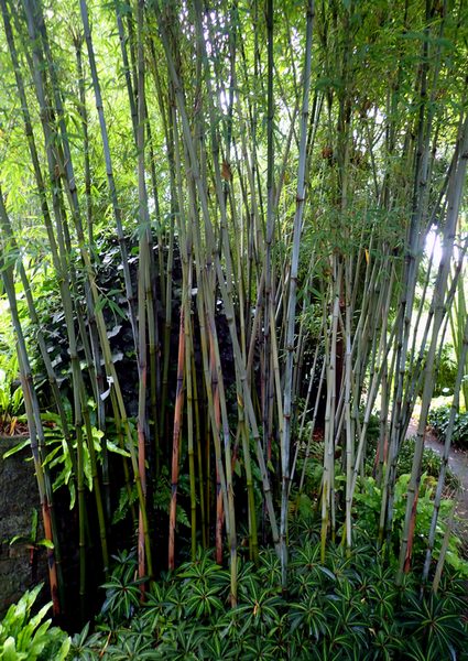 schotel Hou op kromme Beste keuze Bamboe bamboekwekerij Kimmei Valkenswaard