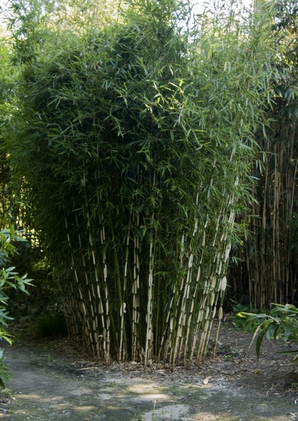 heel En Auto Beste keuze Bamboe bamboekwekerij Kimmei Valkenswaard