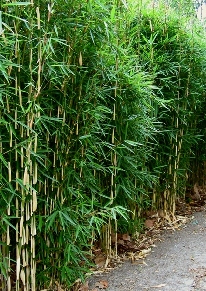 Bamboe bamboekwekerij Kimmei Valkenswaard