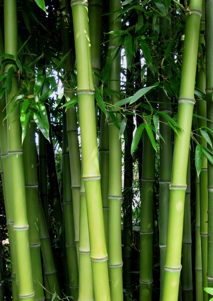 Beenmerg In de naam vocaal Beste keuze Bamboe bamboekwekerij Kimmei Valkenswaard