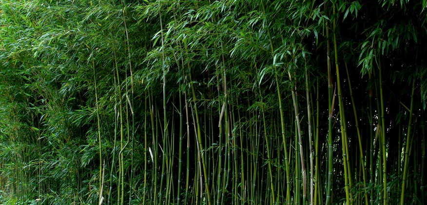 bamboehagen bamboekwekerij Valkenswaard
