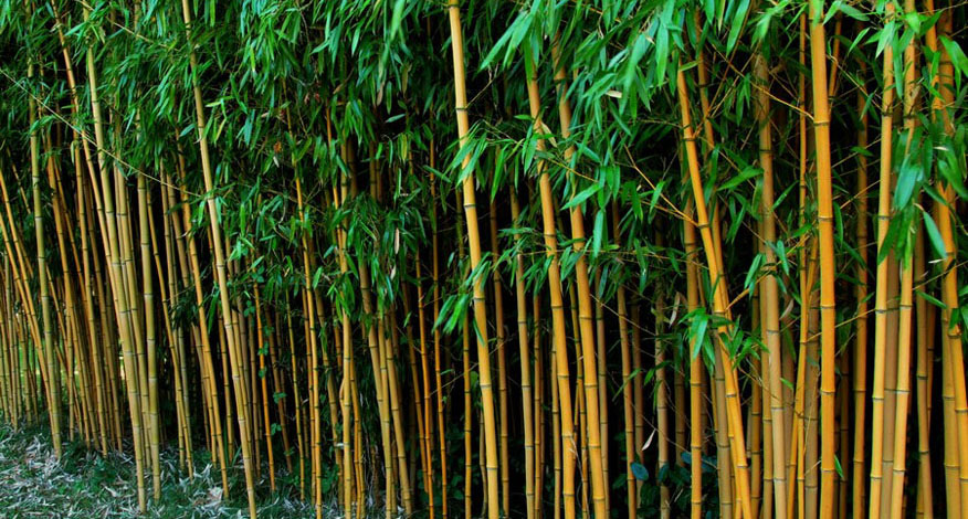 plakboek Veroveraar buffet bamboehagen bamboekwekerij Kimmei Valkenswaard