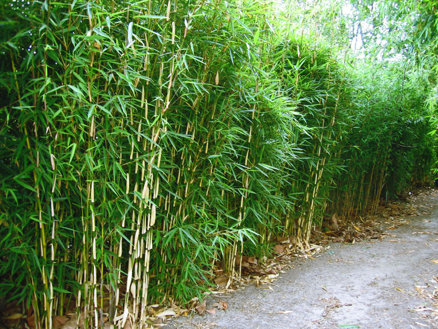 module Kader Nevelig bamboehagen bamboekwekerij Kimmei Valkenswaard