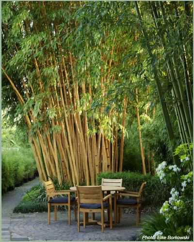 Minnaar kofferbak Televisie kijken Bamboe planten Bamboe-hagen bamboekwekerij Kimmei Valkenswaard