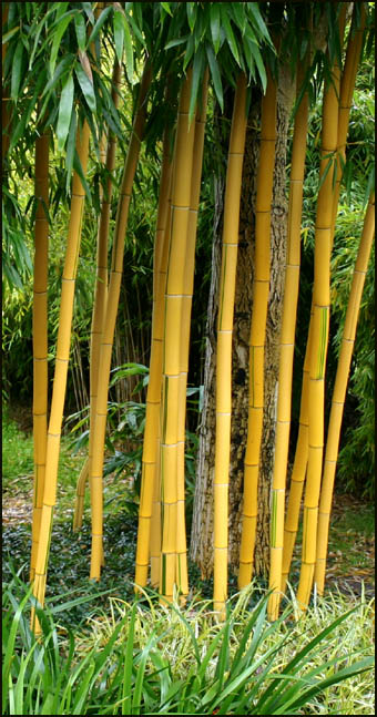 horizon woordenboek Het is goedkoop Bamboe hagen bamboekwekerij Kimmei Valkenswaard