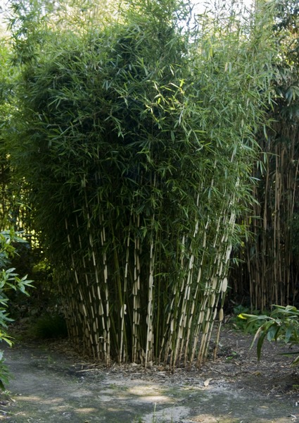 Best bamboo choice